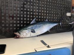 Large Mac Tuna near Cape Manifold. 